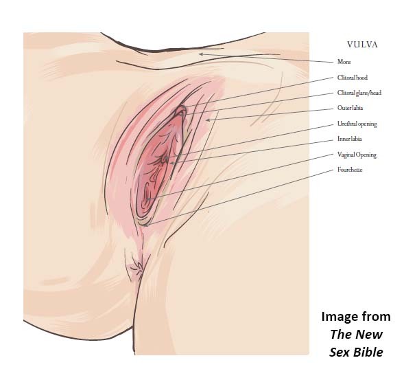 Vagina, Vestibule, And Vulva